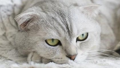 爱游戏体育-尤文图斯惨遭淘汰，无缘欧冠决赛，尤文图斯本次欧冠淘汰了吗