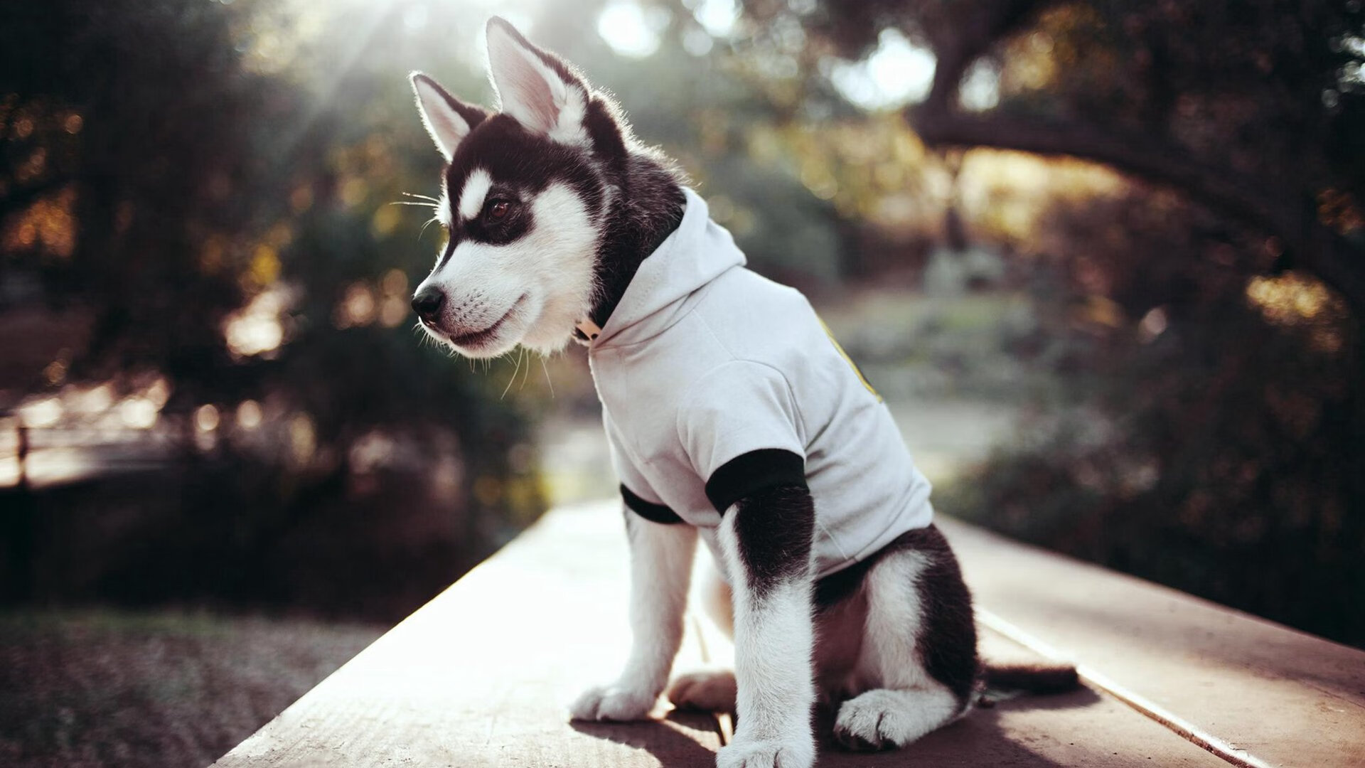 中国男子篮球职业联赛新签约阵容亮相，中国男子篮球职业联赛日程