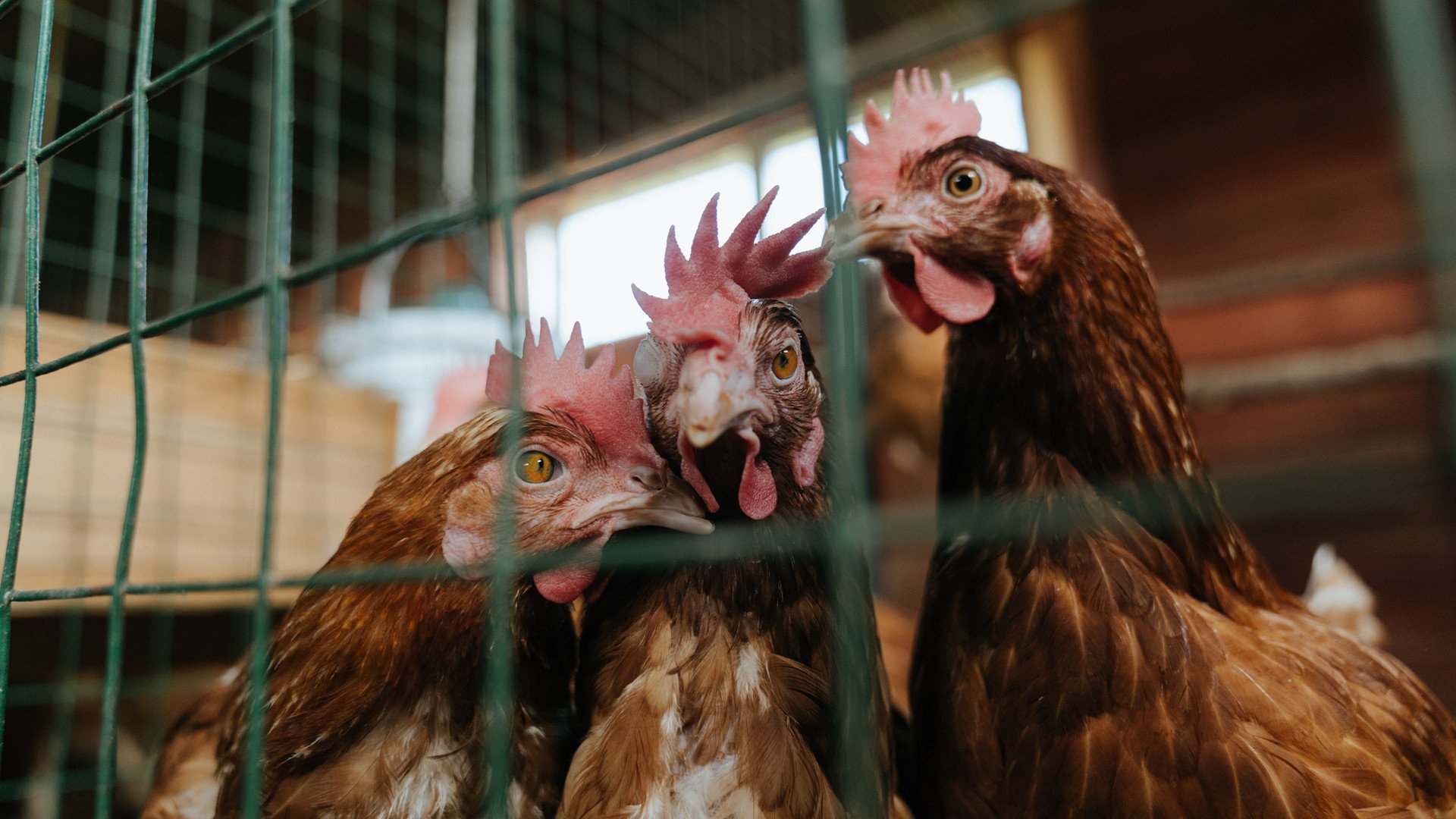 意甲豪门为新赛季全力备战，阵容调整频繁，意甲豪门球队