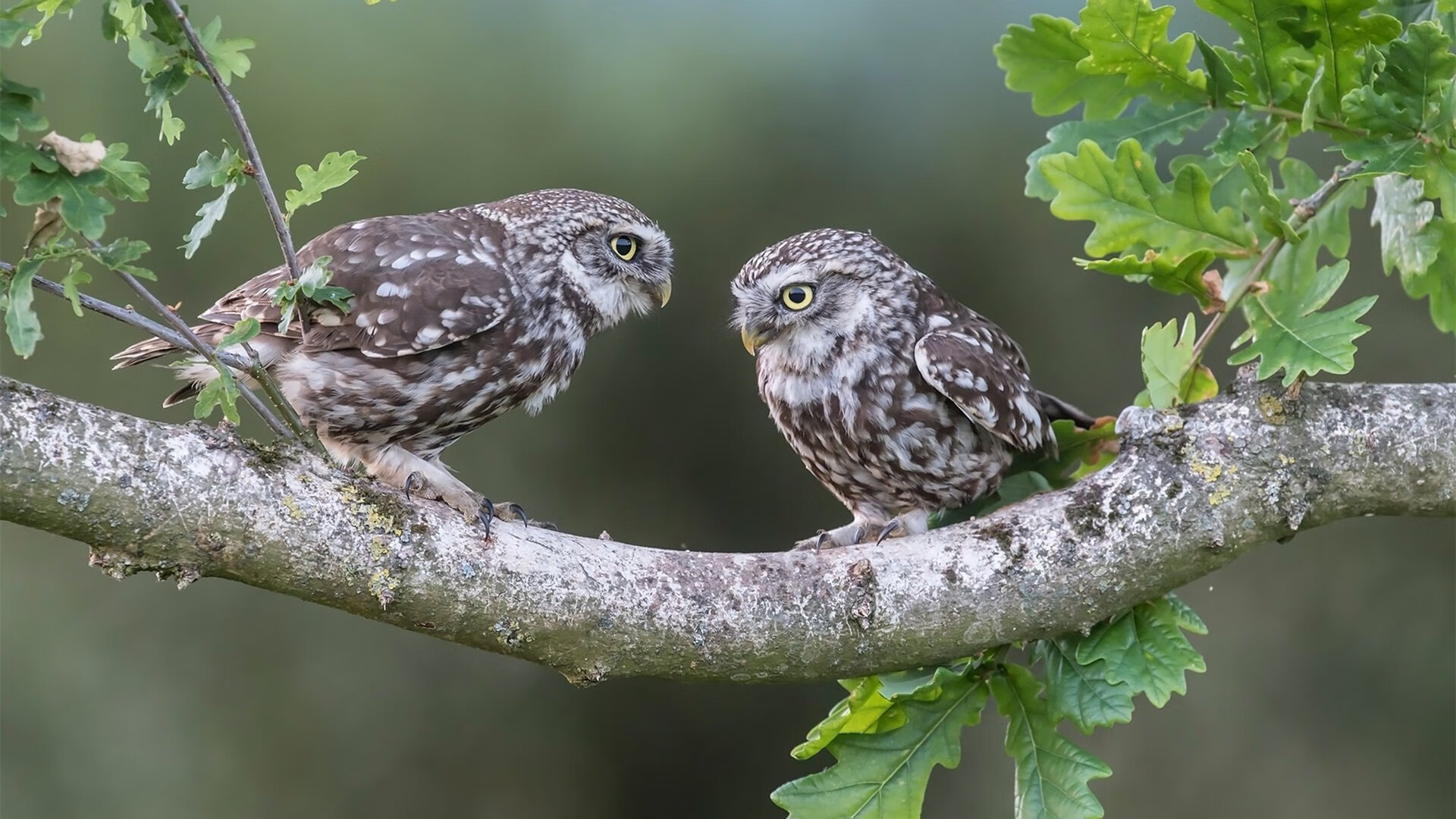 高尔夫球趣味赛,轻松享受绿茵场,高尔夫趣味游戏项目
