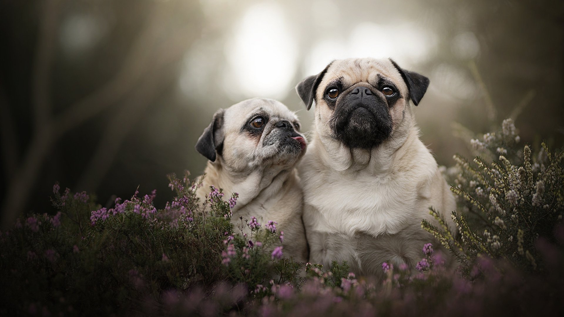 青年篮球领袖计划在全国范围内展开，推动行业传承与创新，青年篮球锦标赛