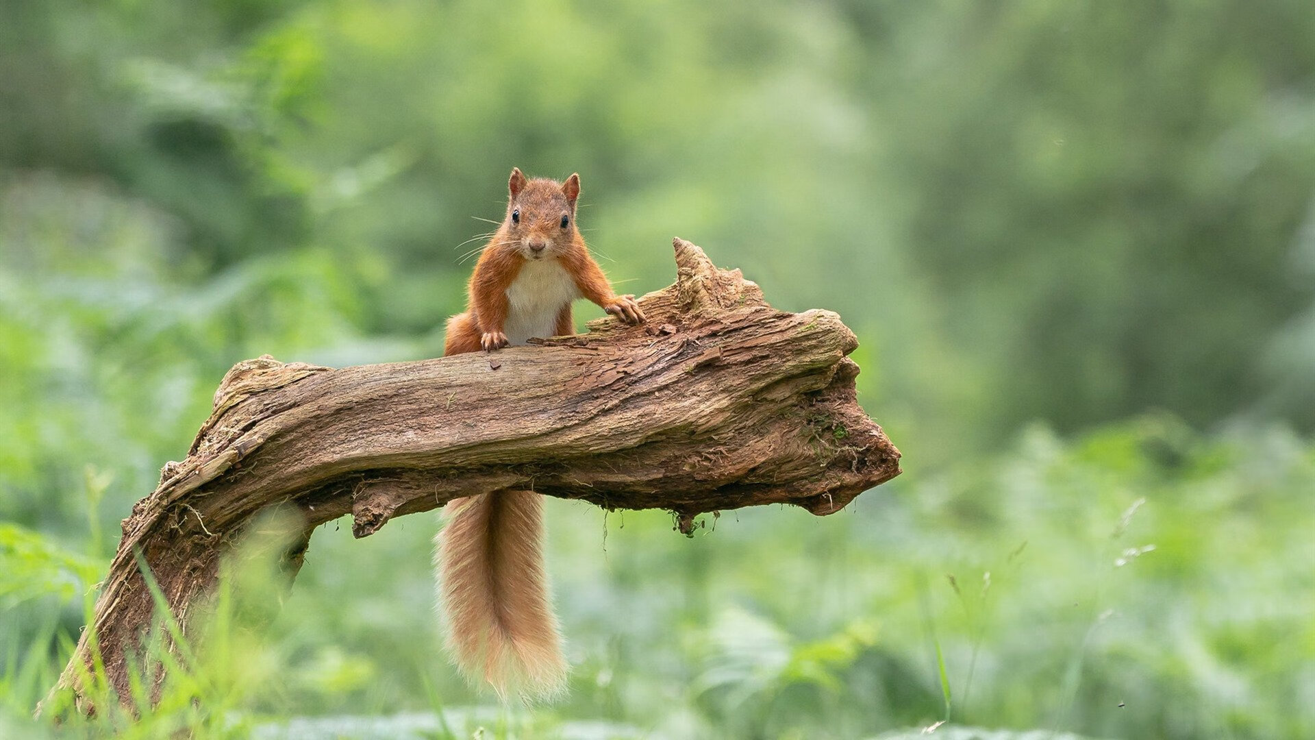 爱游戏娱乐网址-墨尔本联比赛节奏控制稳定，墨尔本城比赛直播