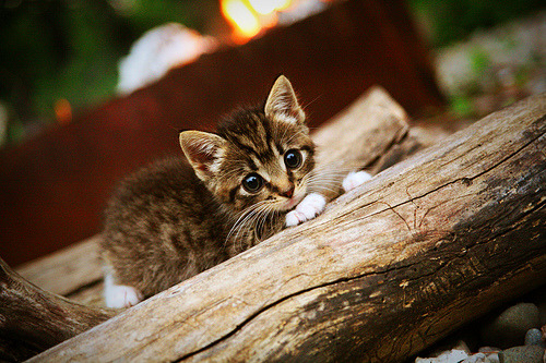 爱游戏娱乐网址-墨西哥马术协会设立“Charreada”奖学金，支持传统马术研究。