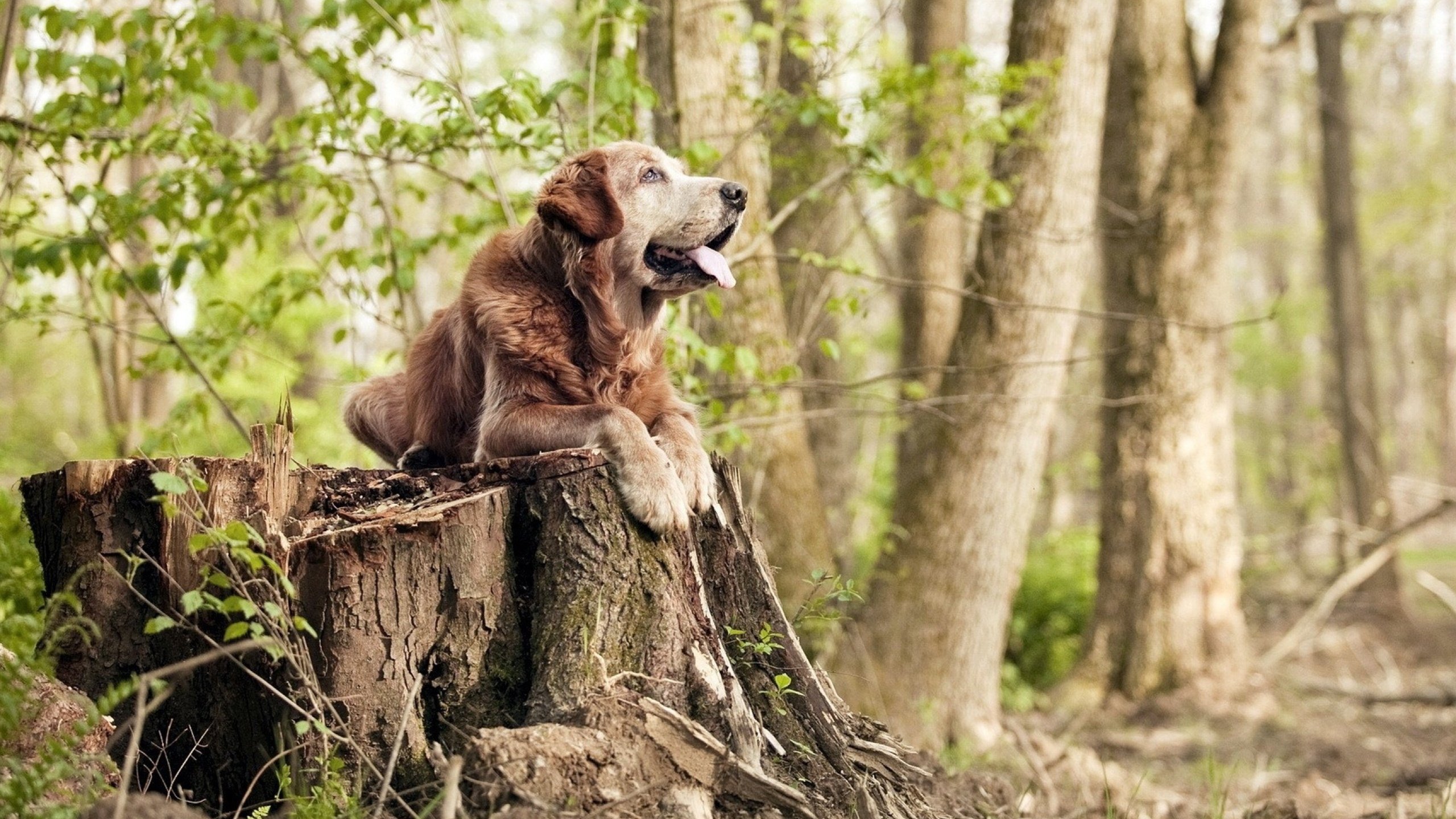 羽毛球亚锦赛中国队四项进入决赛,羽毛球亚锦赛2020结果