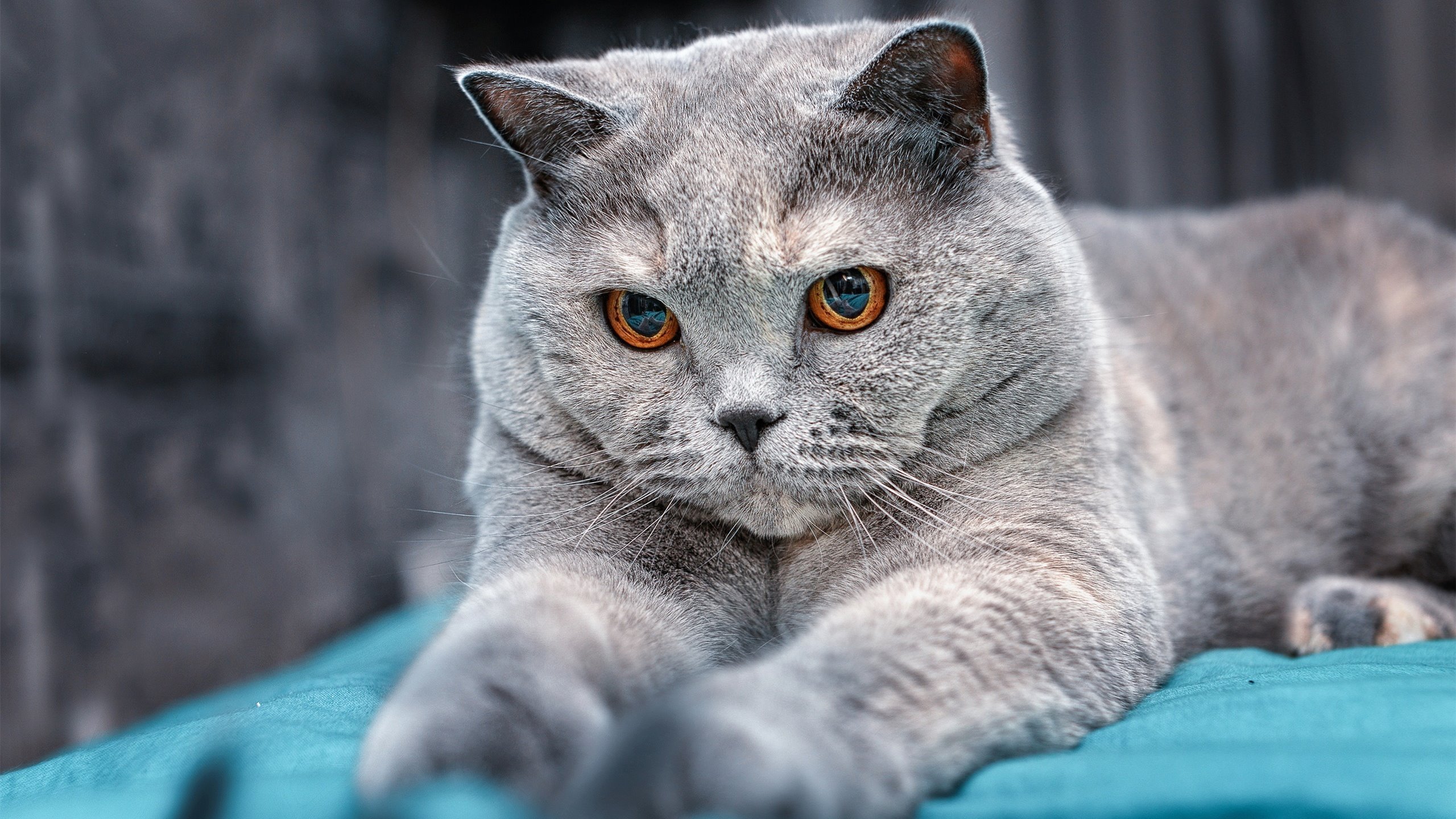 马洛卡主场失利，球队积分榜排名下滑，马洛卡vs莱加内斯