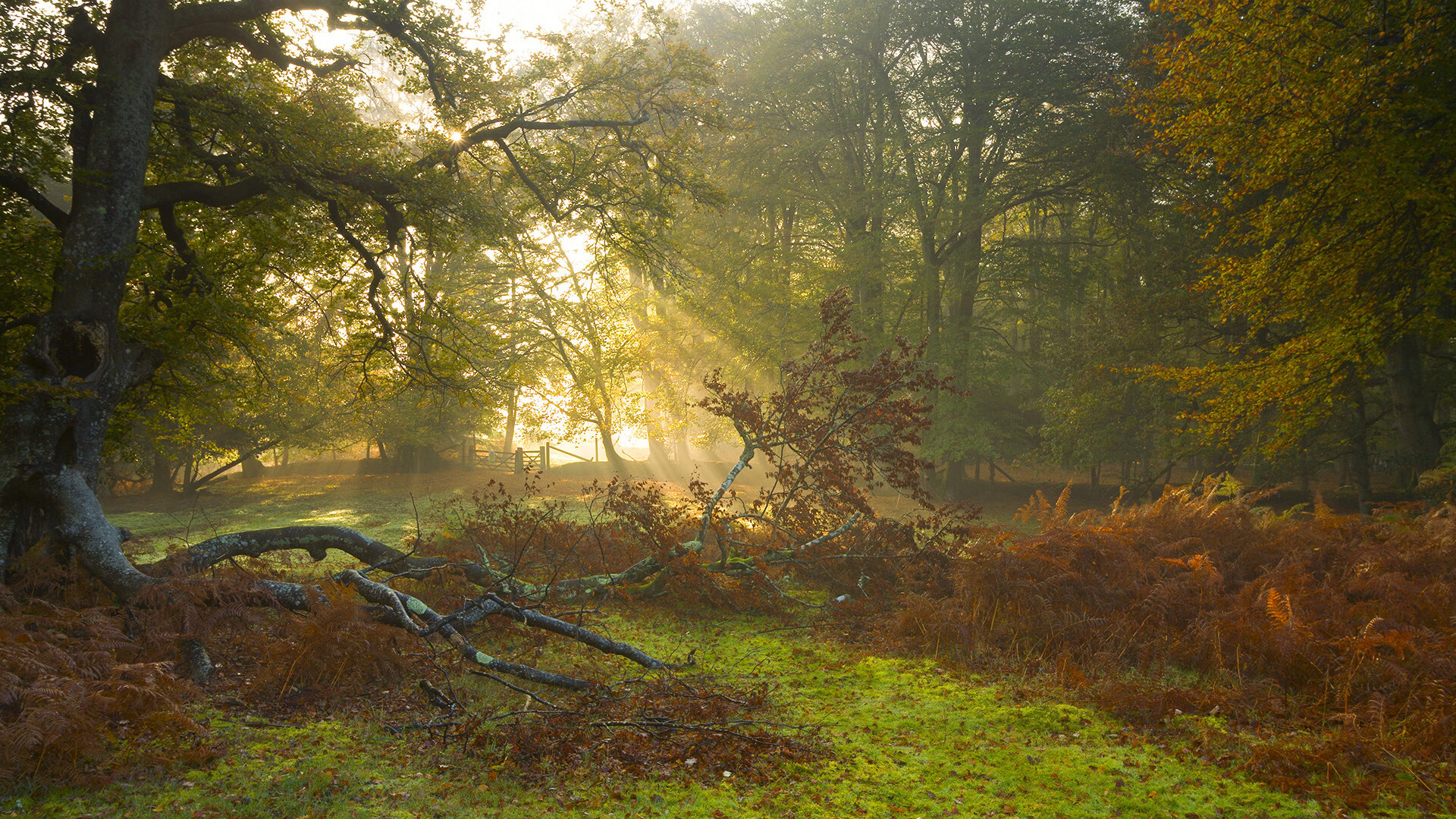 NBA球队在连续客场比赛中的策略调整分析，nba连续客场打完直接飞走吗