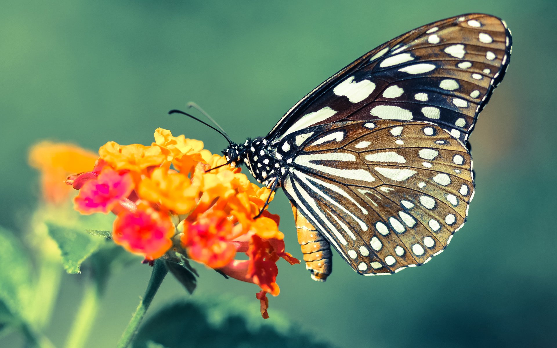 德甲球队采用脑电波监测训练增强决策反应速度，脑电波对抗