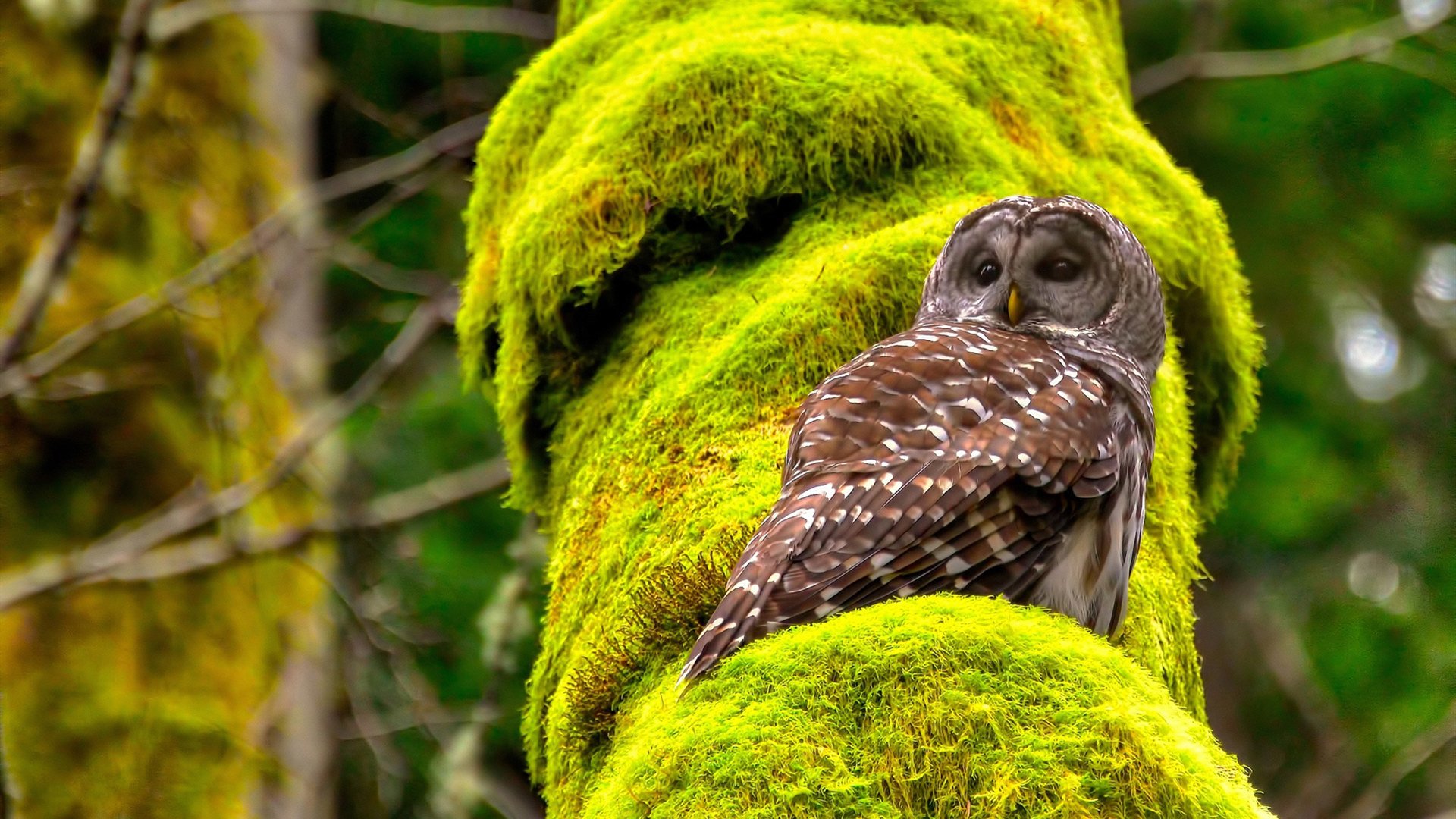 篮球运动员赛季训练计划的制定与调整,篮球运动员训练时间