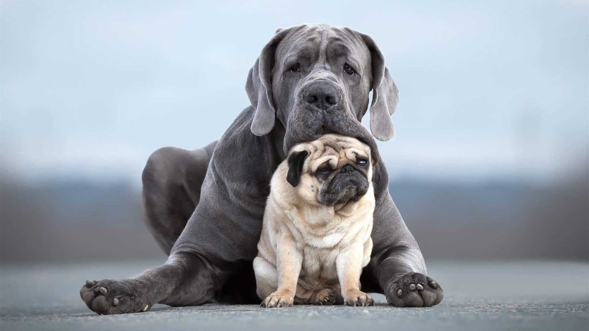 西甲裁判沟通语言对球队犯规倾向引导的间接影响研究，西甲裁判服装