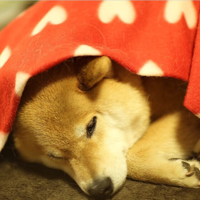 国家队体能训练标准亟待提升,国家队体能通用标准