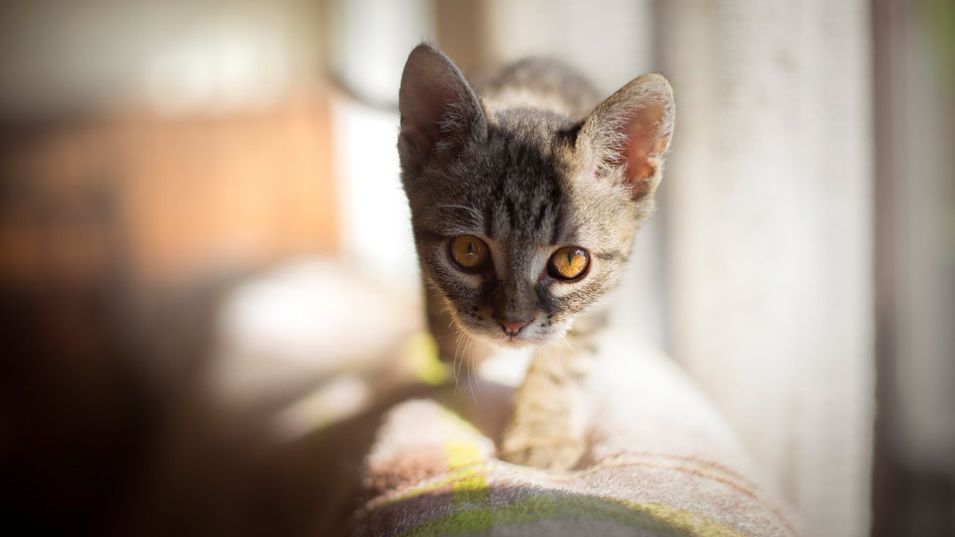 奥预赛中国女足战胜 球迷纷纷点赞，中国女足奥预赛比赛视频