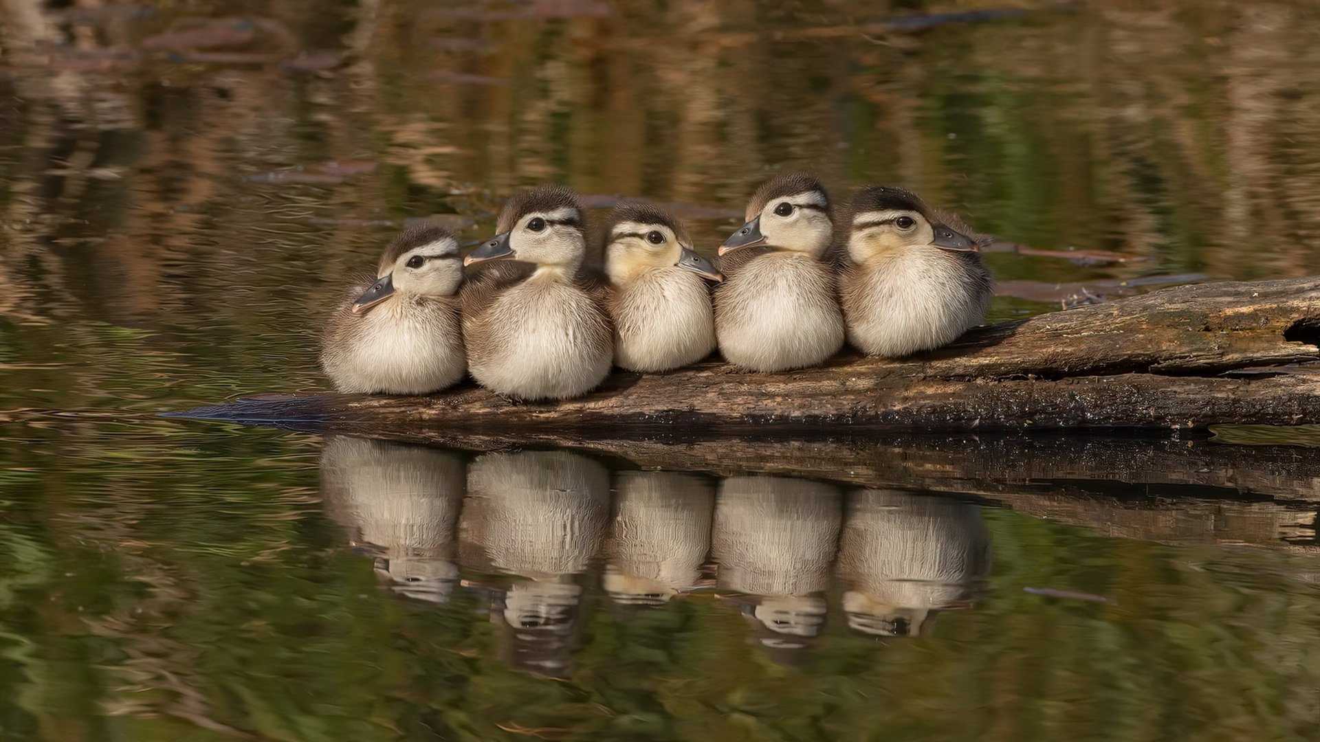 未来展望：德国队在国际乒联混合团体世界杯中的发展目标与任务