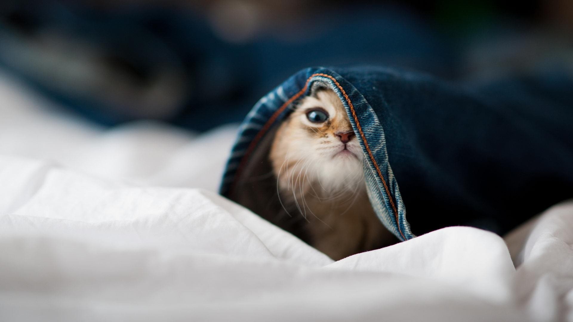 爱游戏体育-Popovici速滑配速精准 技术更成熟，速滑鞋什么配置比较好