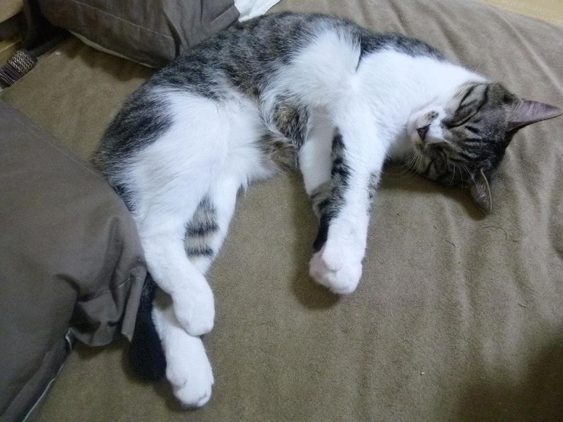 地方青训俱乐部设立公开选拔营发掘更多潜力球员,青训出名的俱乐部