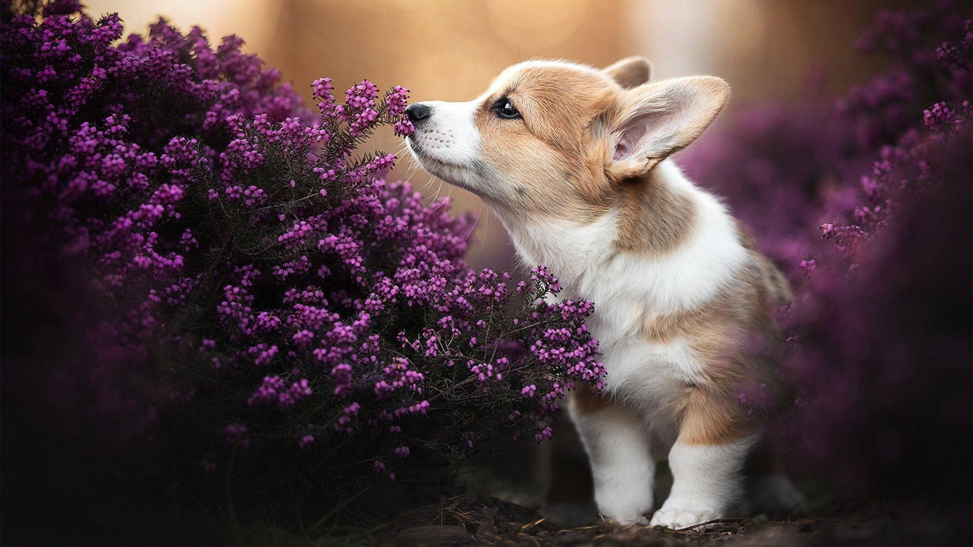 塞维利亚状态火热，争夺欧洲比赛资格