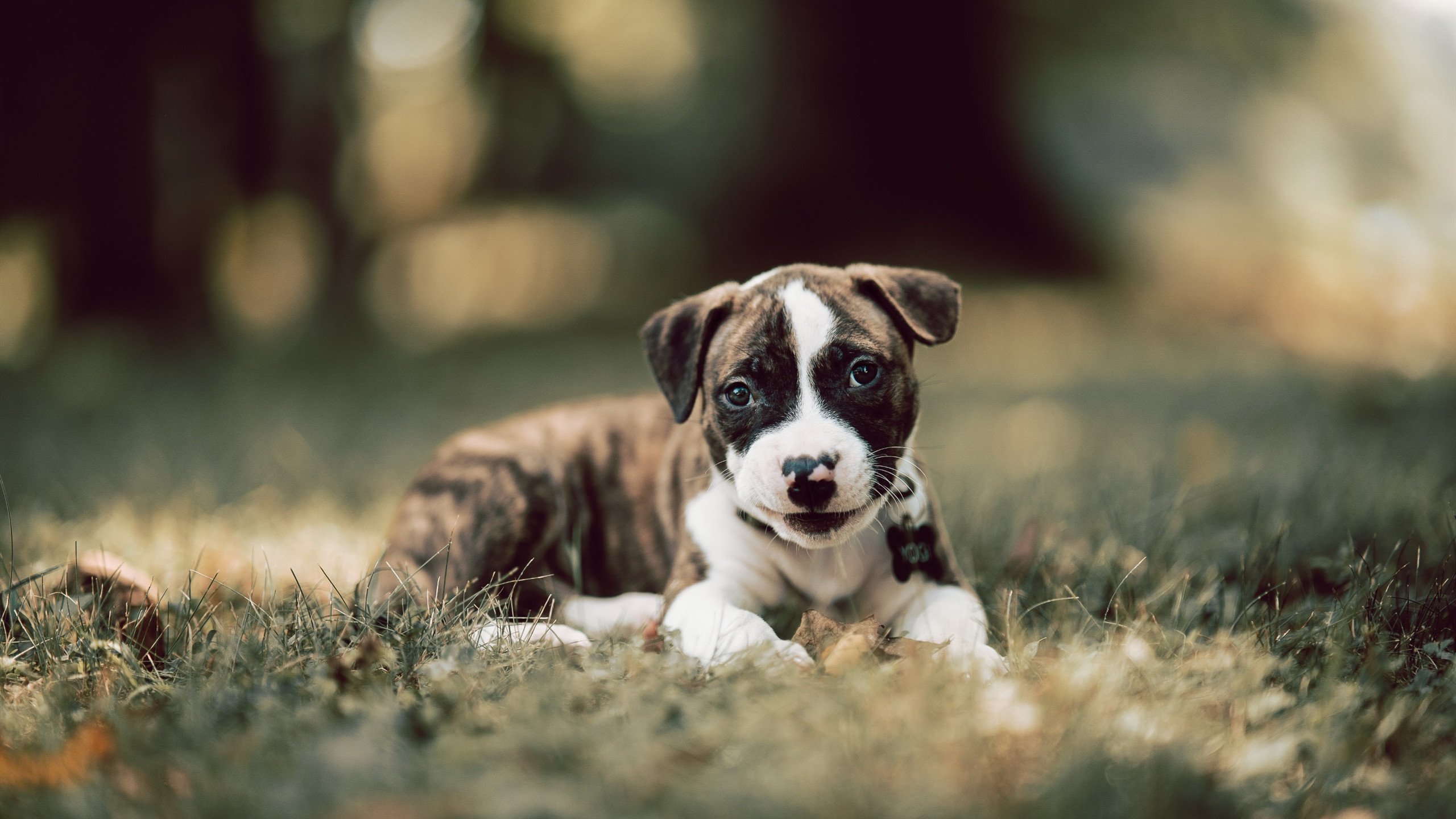 大学生足球赛激烈开打，校园掀起运动热潮，大学生足球联赛视频