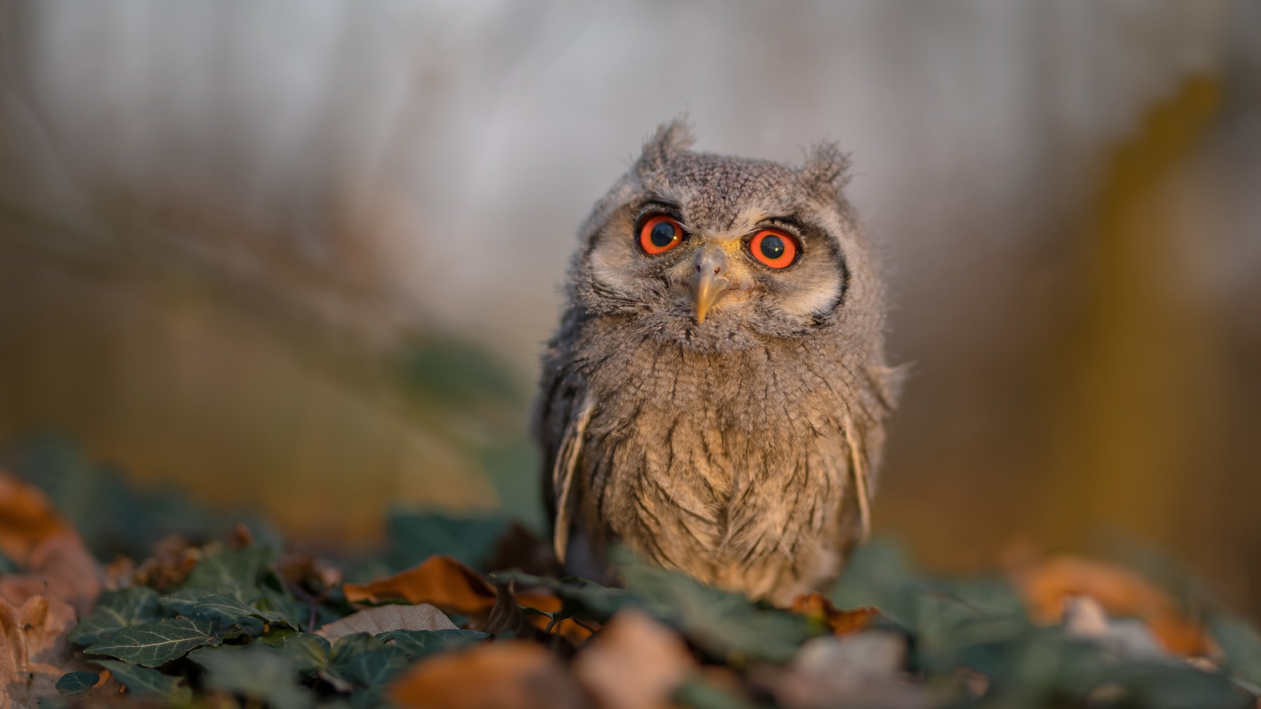 德甲爆发瞬间：速度、力量、智慧的完美结合！，德甲解析