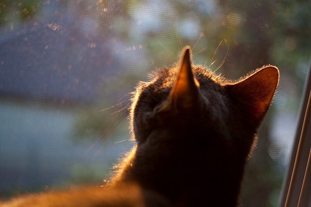 爱游戏体育-西甲联赛的国际化合作伙伴关系，西甲联赛介绍