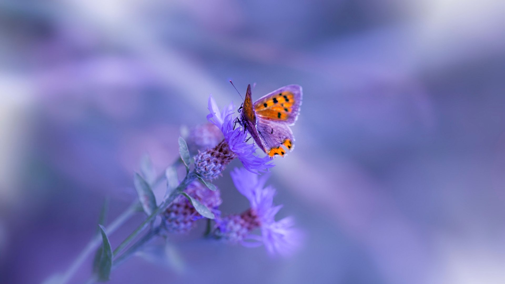 谷爱凌强势闯入决赛自由式滑雪赛场,谷爱凌滑雪个人资料